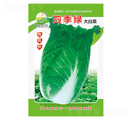白菜種子-四季綠-太樂種業(yè)
