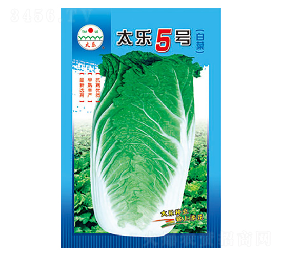 白菜種子-太樂(lè)5號(hào)-太樂(lè)種業(yè)