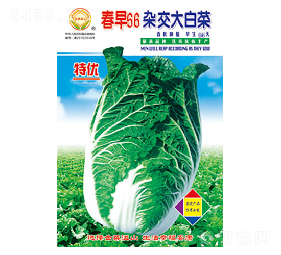 白菜種子-春早66-太樂種業(yè)