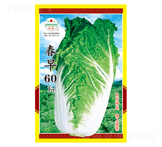 白菜種子-春早60F1-太樂種業(yè)