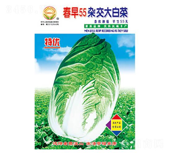 白菜種子-春早55-太樂種業(yè)