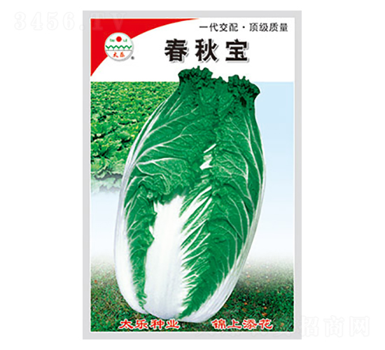 白菜種子-春秋寶-太樂種業(yè)
