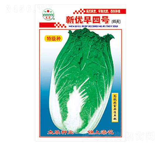 白菜種子-新優(yōu)早四號-太樂種業(yè)