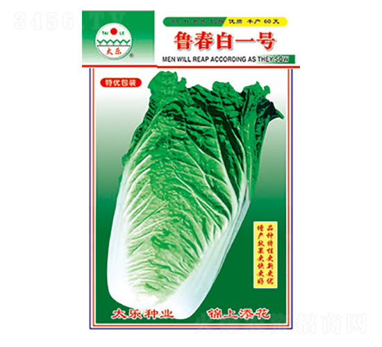 白菜種子-魯春白—號-太樂種業(yè)