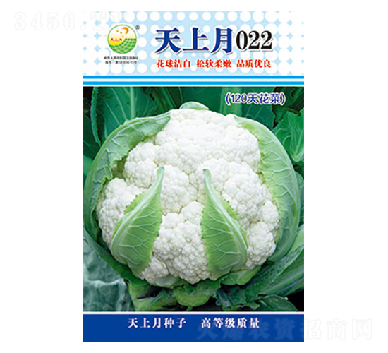 白花椰菜種子-天上月022-太樂種業(yè)