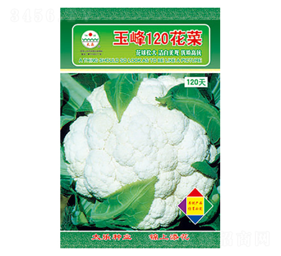 白花椰菜種子-玉峰120花菜-太樂(lè)種業(yè)