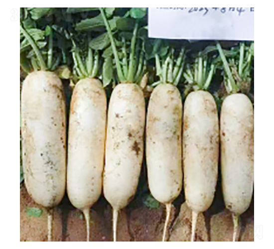蘿ト種子-灜根313-華瀛種業(yè)