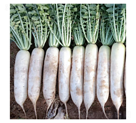 蘿ト種子-御女-華瀛種業(yè)