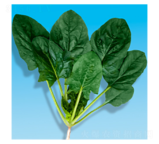 ���˷N��-孲�203-�A孷N�I(y��)