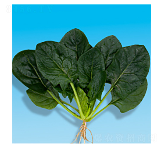 ���˷N��-孲�4̖(h��o)-�A孷N�I(y��)