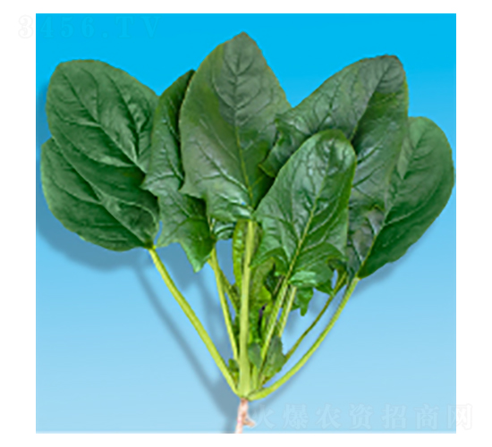 菠菜種子-瀛菠207-華瀛種業(yè)