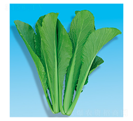 ��˷N��-�G��-�A孷N�I(y��)