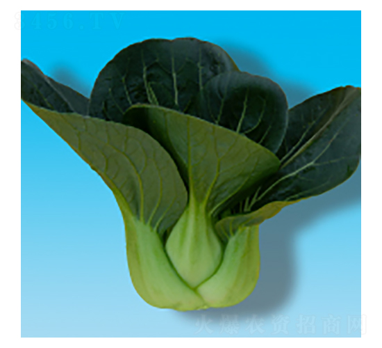 青梗菜種子-瀛青317-華瀛種業(yè)