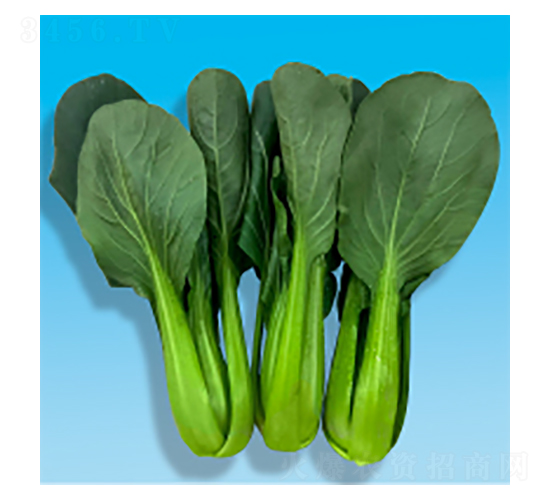 �๣�˷N��-�L���L(f��ng)-�A孷N�I(y��)