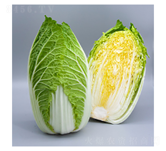 ��ײ˷N��-��ײ�15̖-�A孷N�I(y��)