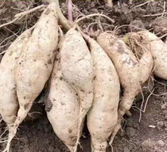 ����75-����N�I(y��)