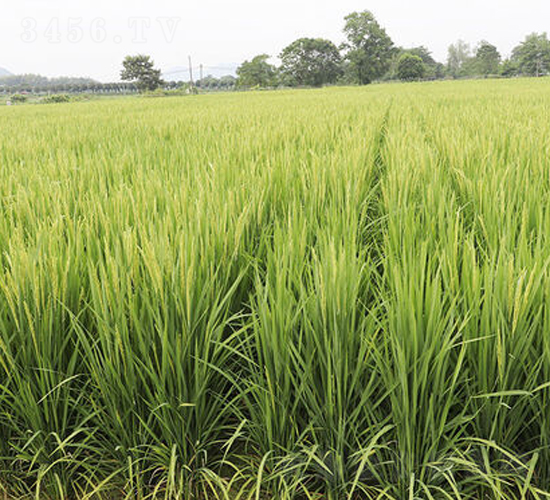 瑾兩優(yōu)久香-水稻種子-金健種業(yè)