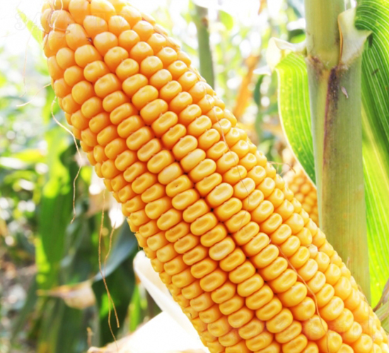 良玉203-玉米種子-登海良玉種業(yè)