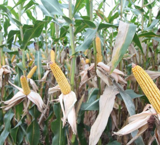DF21-玉米種子-登海良玉種業(yè)