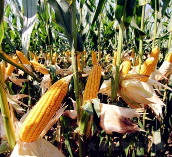 DF31-玉米種子-登海良玉種業(yè)