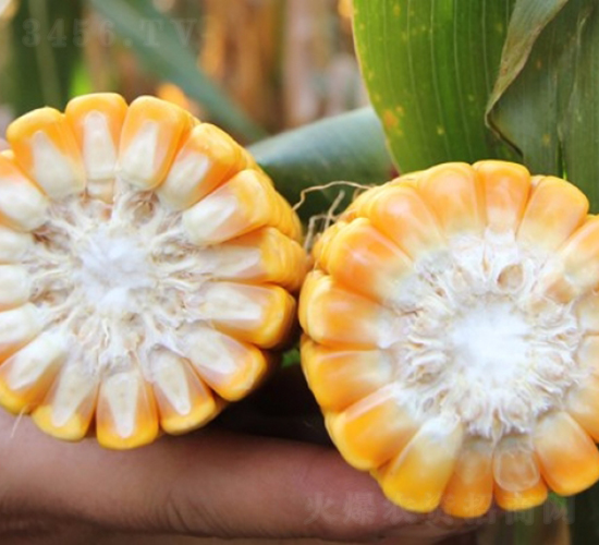 良玉911-玉米種子-登海良玉種業(yè)