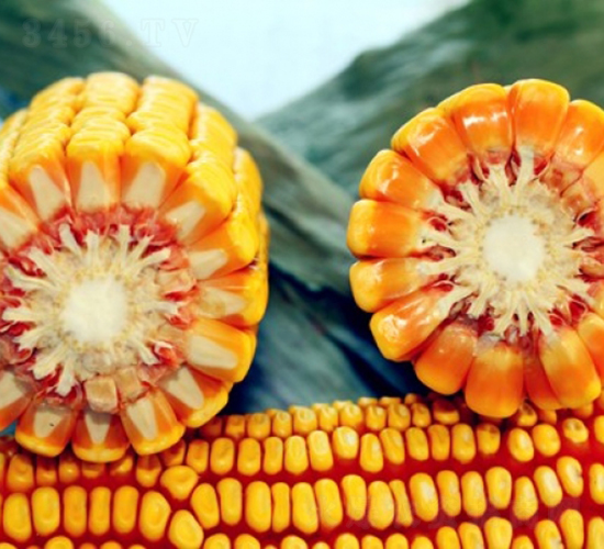 ����1008-���׷N��-�Ǻ�����N�I(y��)