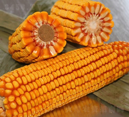 良玉518-玉米種子-登海良玉種業(yè)