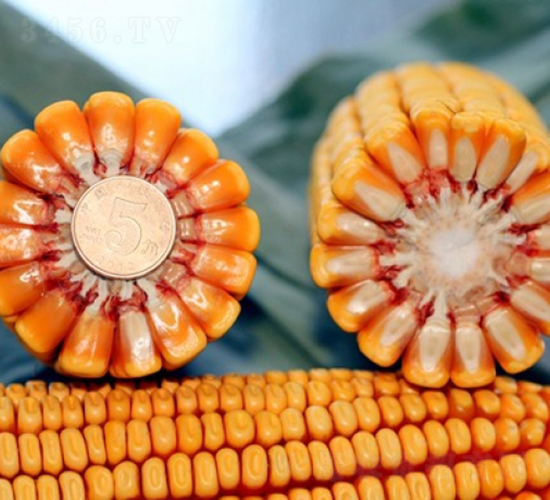 良玉618-玉米種子-登海良玉種業(yè)