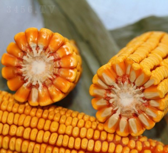 良玉718-玉米種子-登海良玉種業(yè)