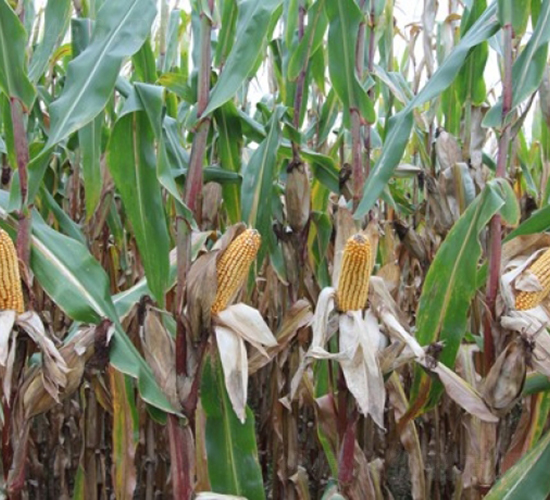良玉1009-玉米種子-登海良玉種業(yè)