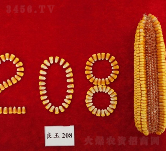 良玉208-玉米種子-登海良玉種業(yè)