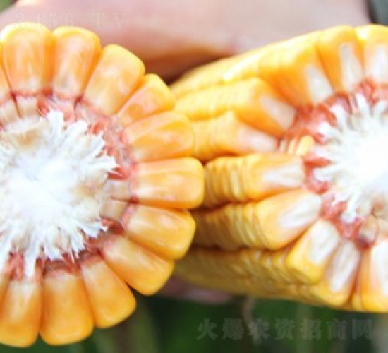 良玉188-玉米種子-登海良玉種業(yè)