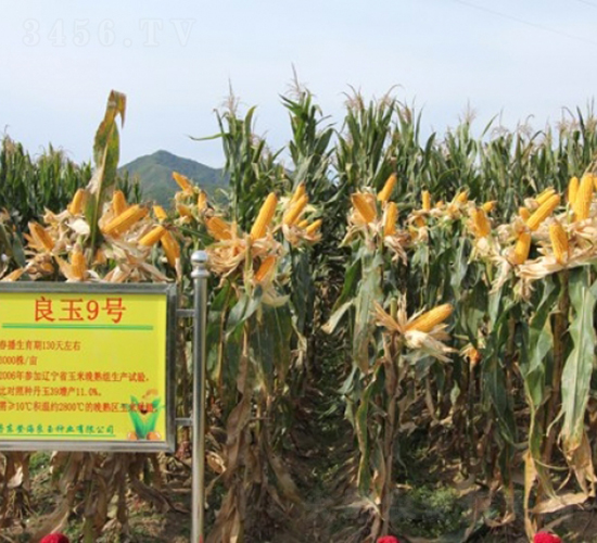 良玉9-玉米種子-登海良玉種業(yè)
