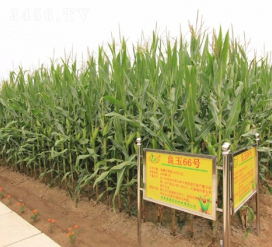良玉66-玉米種子-登海良玉種業(yè)