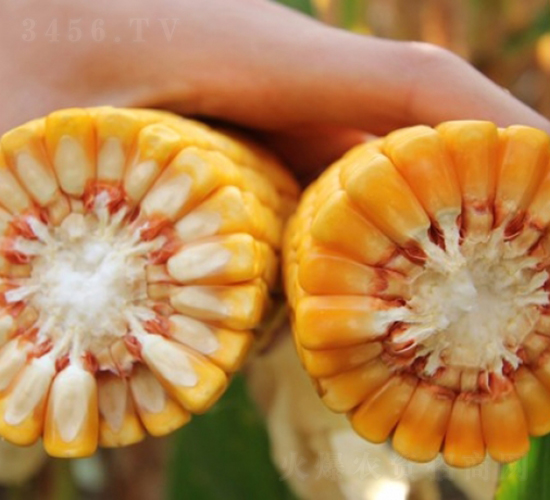 良玉88-玉米種子-登海良玉種業(yè)