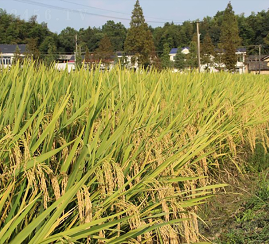 慧兩優(yōu)261-水稻種子-金健種業(yè)