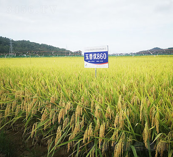 玉香優(yōu)860-水稻種子-金健種業(yè)