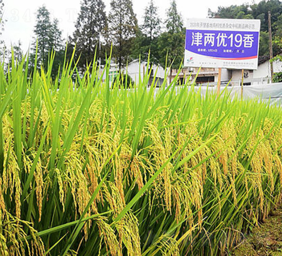 津兩優(yōu)久香-水稻種子-金健種業(yè)