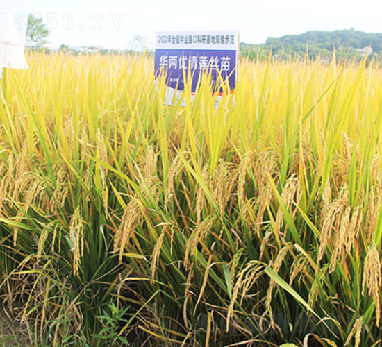 華兩優(yōu)清蓮絲苗-水稻種子-金健種業(yè)