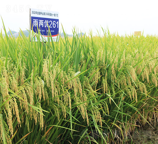 雨兩優(yōu)261-水稻種子-金健種業(yè)
