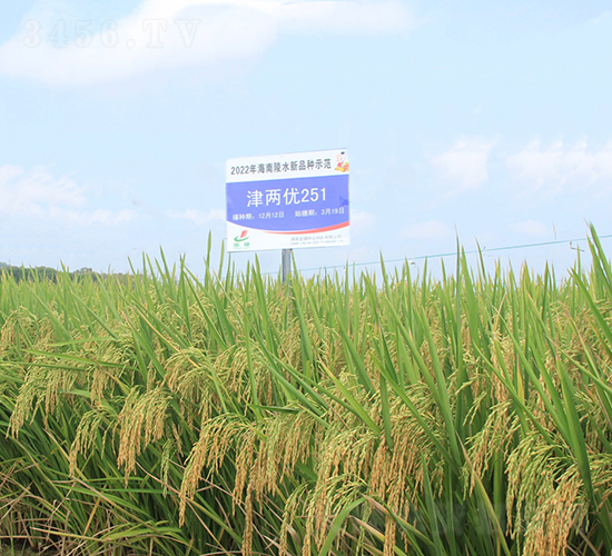 津兩優(yōu)251-水稻種子-金健種業(yè)