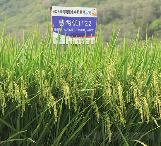 慧兩優(yōu)1122-水稻種子-金健種業(yè)