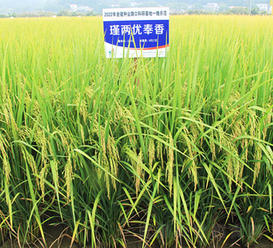 瑾兩優(yōu)奉香-水稻種子-金健種業(yè)