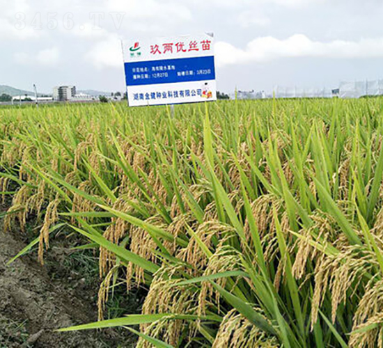 玖兩優(yōu)絲苗-水稻種子-金健種業(yè)