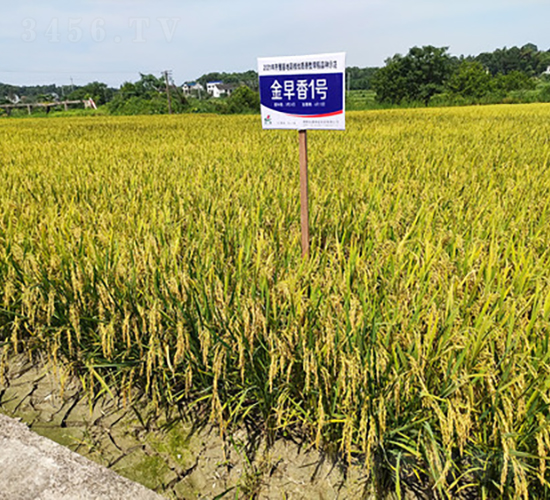 金早香1號(hào)-水稻種子-金健種業(yè)