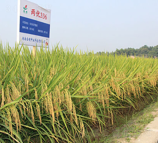 兩優(yōu)336-水稻種子-金健種業(yè)