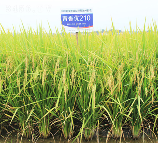 青香優(yōu)210-水稻種子-金健種業(yè)