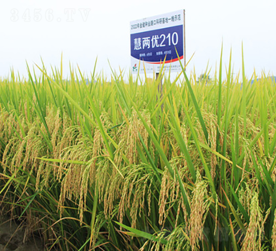 慧兩優(yōu)210-水稻種子-金健種業(yè)