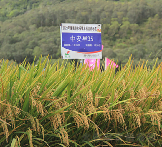 中安早35-水稻種子-金健種業(yè)