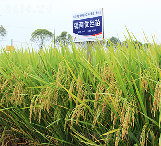 鏡兩優(yōu)絲苗-水稻種子-金健種業(yè)